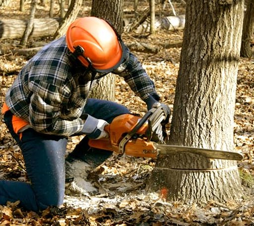 Tree Removal in Hot Springs, VA